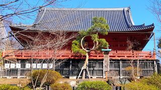 どうやって育てたのか不思議な形状の松です