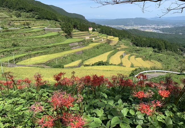 岳の棚田