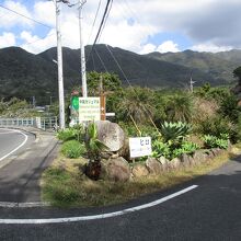 中間ガジュマル