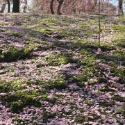 しだれ梅と芝生のバランスが最高