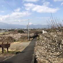 富士山を背景に、中河原梅林の広場