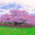 野付の千島桜