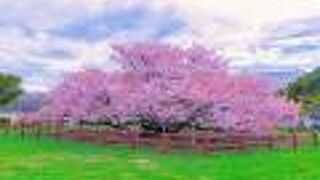 野付の千島桜