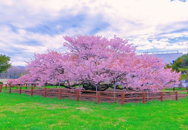 樹齢100年以上、日本一遅い桜は凄い！