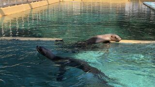 海の生き物が身近に感じられます