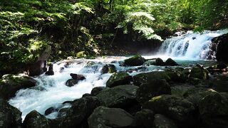 苔むした自然美の先にある：蓼科大滝