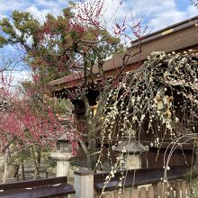 摂社脇の紅梅と白梅