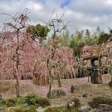 春の山のしだれ梅
