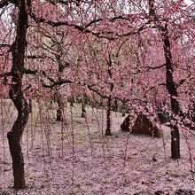 こちらもピンクの絨毯