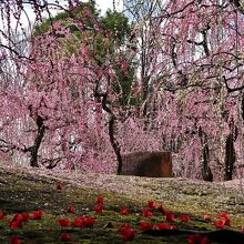 落花椿としだれ梅