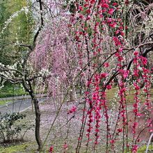 紅梅、白梅、ピンク梅の共演