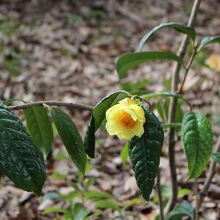 珍しい黄色い椿