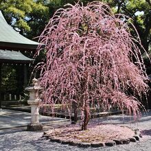 境内鳥居脇のしだれ梅も見事