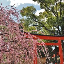 しだれ梅と鳥居
