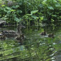 ホテルの小川に鴨の親子！