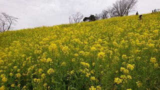 菜の花の大斜面