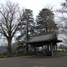 公園内には巨木が並んでそびえたっています