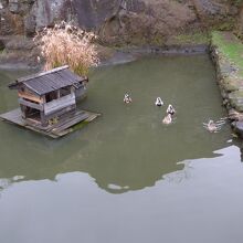 お濠の風景　鴨が水面に浮かんでいました