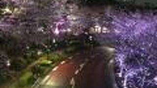 食事のあと桜が見れる