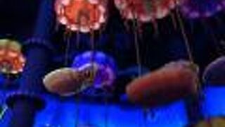 子供が楽しめる乗り物