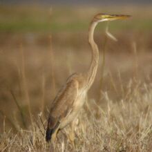 珍鳥ムラサキサギ
