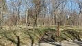 皇居・江戸城散策で二の丸雑木林に寄りました