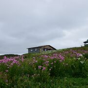 季節の花々を楽しめる公園