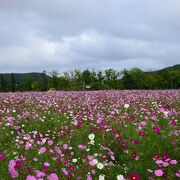 コスモスとチューリップが咲き誇る公園