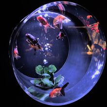 アートアクアリウム