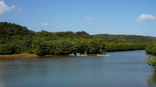 ヒルギ群生地として最大規模