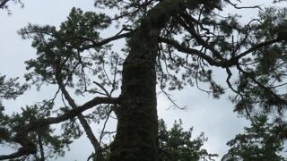 歩くのもいいですよ