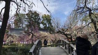 梅が素晴らしい