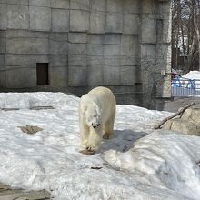 ウリの一つ、ホッキョクグマ