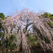 千里丘毎日放送（ミリカ）跡のサクラが咲きました