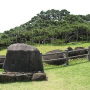 見応えがある五枝の松