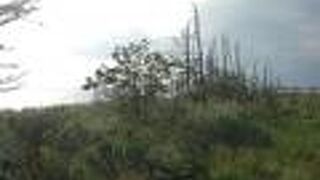 海水で浸食され風化したミズナラなどの木々が立ち枯れたままの林です。