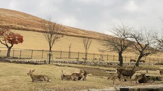 シカ　減った？