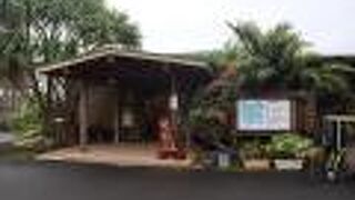 亜熱帯の植物を間近で観察