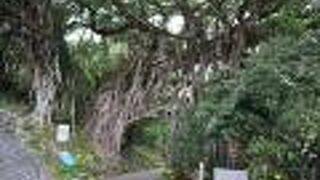 屋久島最大のガジュマル