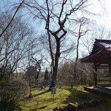 勝持寺境内の西行桜