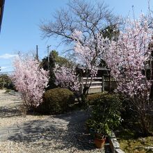 勝持寺境内の桜