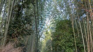 有名な竹林の道