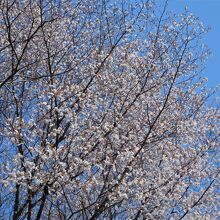 満開の桜