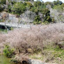 つつじ山のそば。４月中旬にミツバツツジが咲きます。