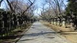 ものすごい数の石灯籠