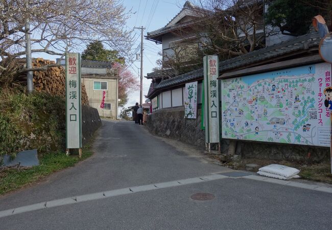 月ヶ瀬梅渓は，その字の通り，渓谷の梅林です。