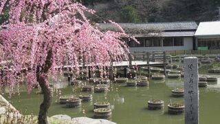 太宰府は梅でも有名！