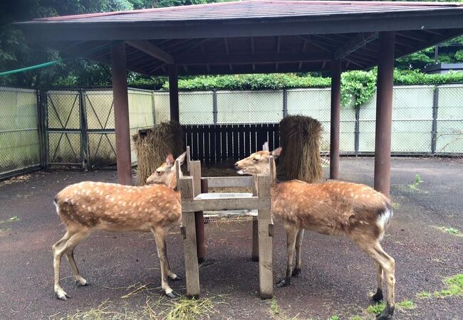 県立相模原公園 クチコミ アクセス 営業時間 相模原 フォートラベル 県立相模原公園 クチコミ アクセス 営業時間 相模原 フォートラベル