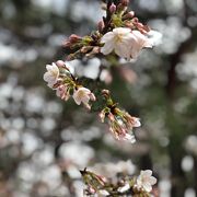 日本で二番目に桜開花宣言が早かった福岡の桜を見てきました。