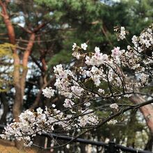 沢山の花が咲いていた桜の枝(3/19)